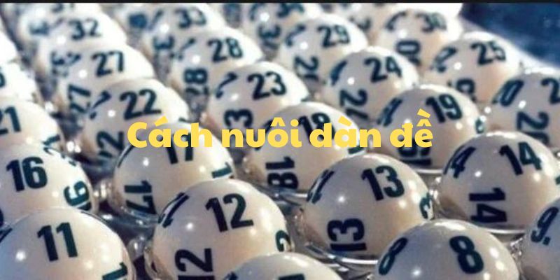 Cách nuôi dàn đề hiệu quả như thế nào? Cách nuôi dàn đề hiệu quả như thế nào?