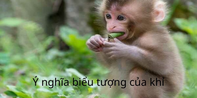 Ý nghĩa tượng trưng của loài khỉ bạn nên biết Ý nghĩa tượng trưng của loài khỉ bạn nên biết