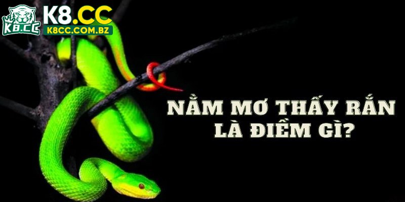 Tìm hiểu ý nghĩa đặc biệt khi mơ thấy rắn cắn người khác