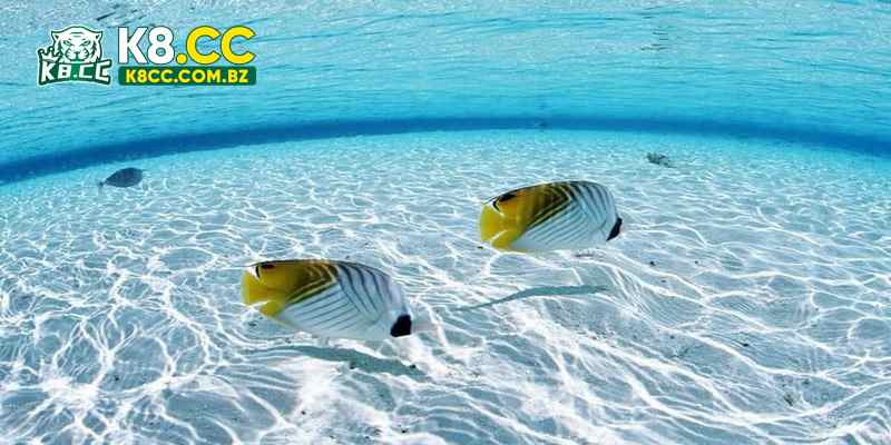 Nằm mơ thấy cá đang bơi bình thường trong nước