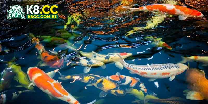 Chiêm bao thấy nhiều cá xuất hiện cùng lúc