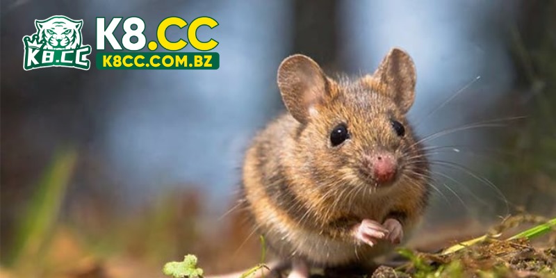 Mơ thấy chuột thường được cho là tiêu cực