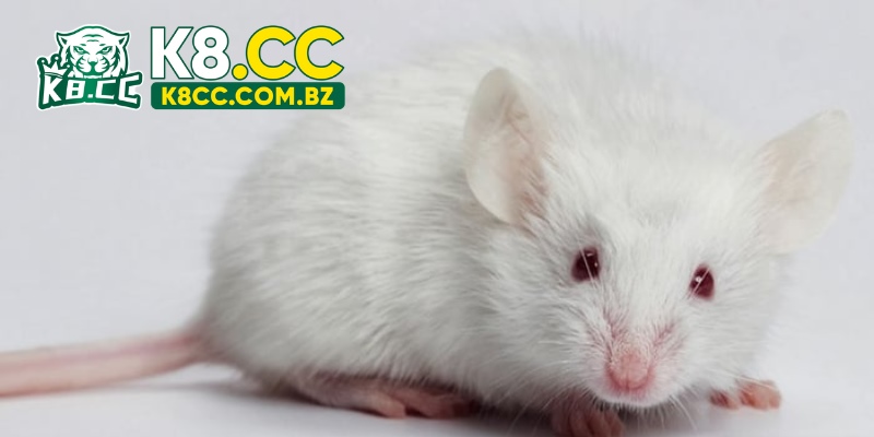 Mộng ra chuột trắng luôn được coi là một tín hiệu tốt