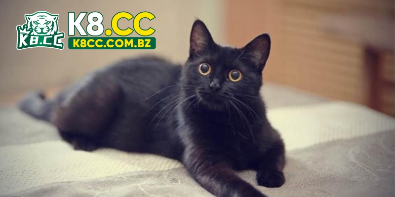 Nằm mơ thấy mèo đen luôn mang đến điềm báo nhiều hơn